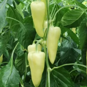 Paprika