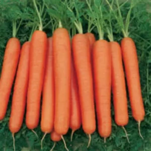 Sárgarépa